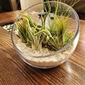WGVI Clear Slant Cut Bowl Glass Vase, Glass Terrarium, Candy Dish, Slant Cut - Image 8