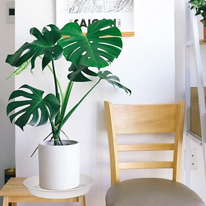 6 Pack of 8 inch Plant Saucer, Heavy Duty Plastic Plant Drip Trays 8" Round - Image 6