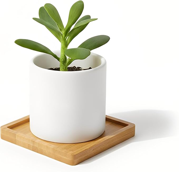 Bamboo Coasters for Crafts, DIY resin projects, classroom crafts, workshops and - Image 5
