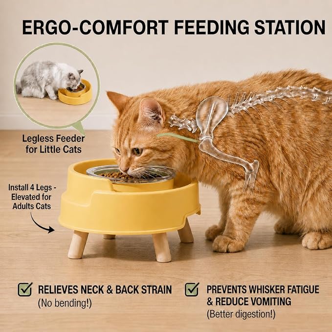 Anti-Ant Raised Cat Bowls with Lid, 1 Glass Water Bowl+1 Shallow Dish | Raised - Image 6