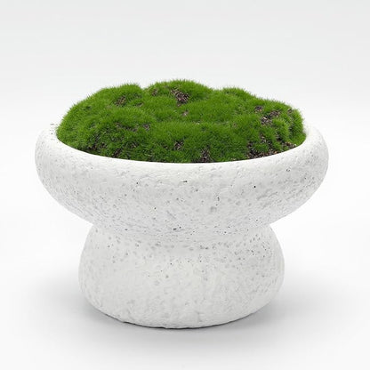 6'' Handmade Cement Bowl–Artificial Moss Centerpiece by NAHARO