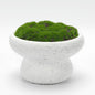 6'' Handmade Cement Bowl–Artificial Moss Centerpiece by NAHARO
