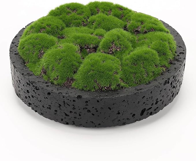 NAHARO New Moss Bowl, Living Room, or Coffee Table Display by NAHARO