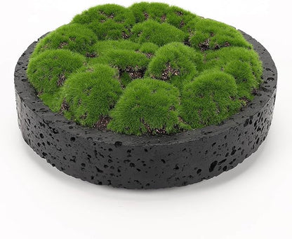 NAHARO New Moss Bowl, Living Room, or Coffee Table Display by NAHARO
