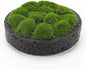 NAHARO New Moss Bowl, Living Room, or Coffee Table Display by NAHARO