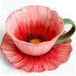 10 oz Tea Cups and Saucers, Ceramic Flower-shaped Cappuccino Cup, Latte Cup and by JUSONEY