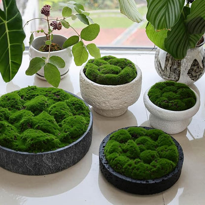 NAHARO New Moss Bowl, Living Room, or Coffee Table Display - Image 2