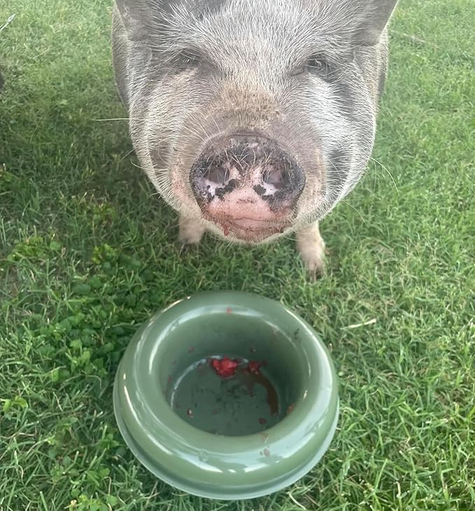 The Mote - ant Proof Dog Bowl, Innovative Waterless System, Durable & Maintenance-Free, Simple Design Effectively Keeps Ants Out, for Dogs, Cats, and More (Grey)